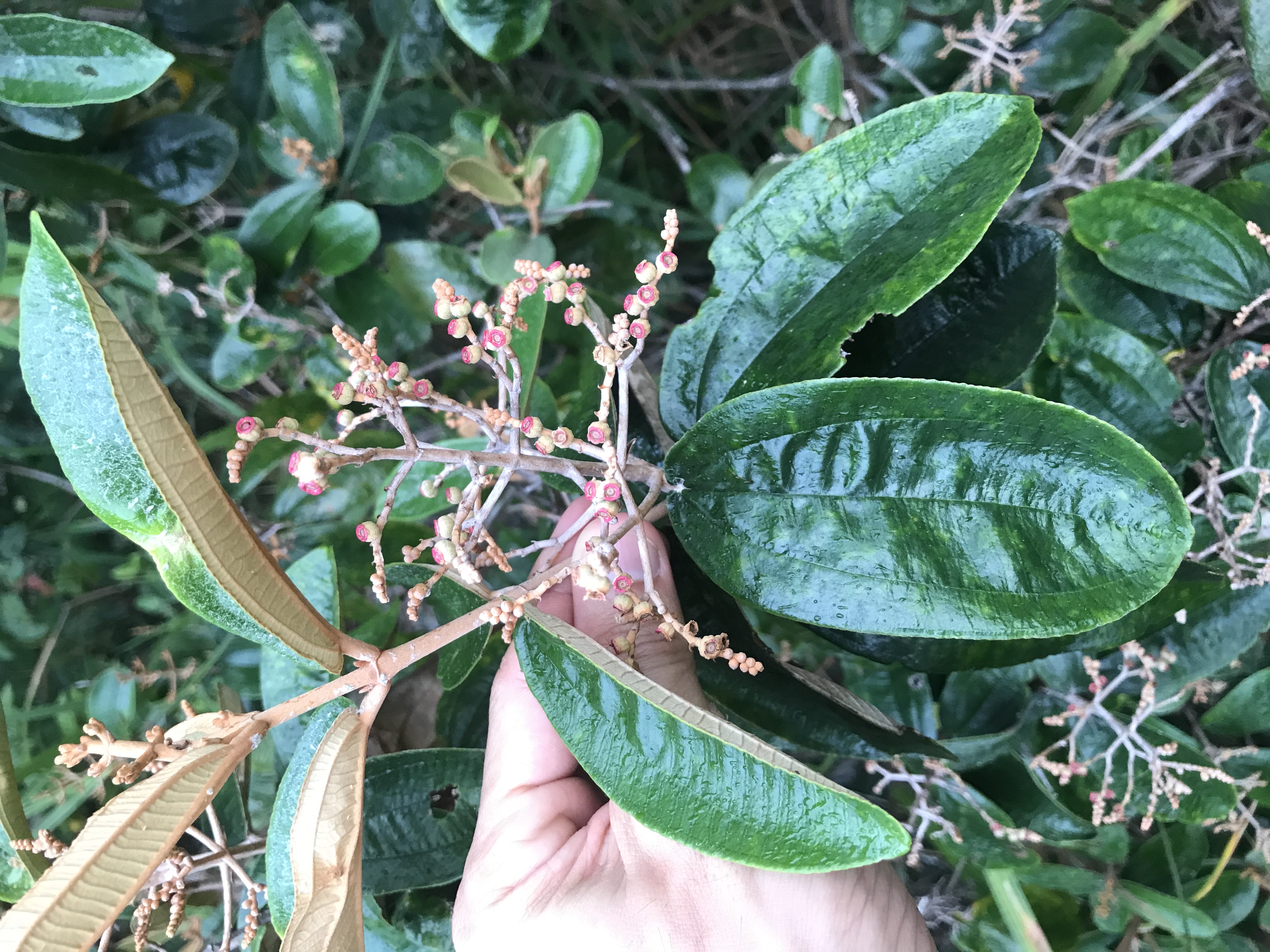 Biodiversidade nativa registrada em campo na Reserva Ecológica Yacy