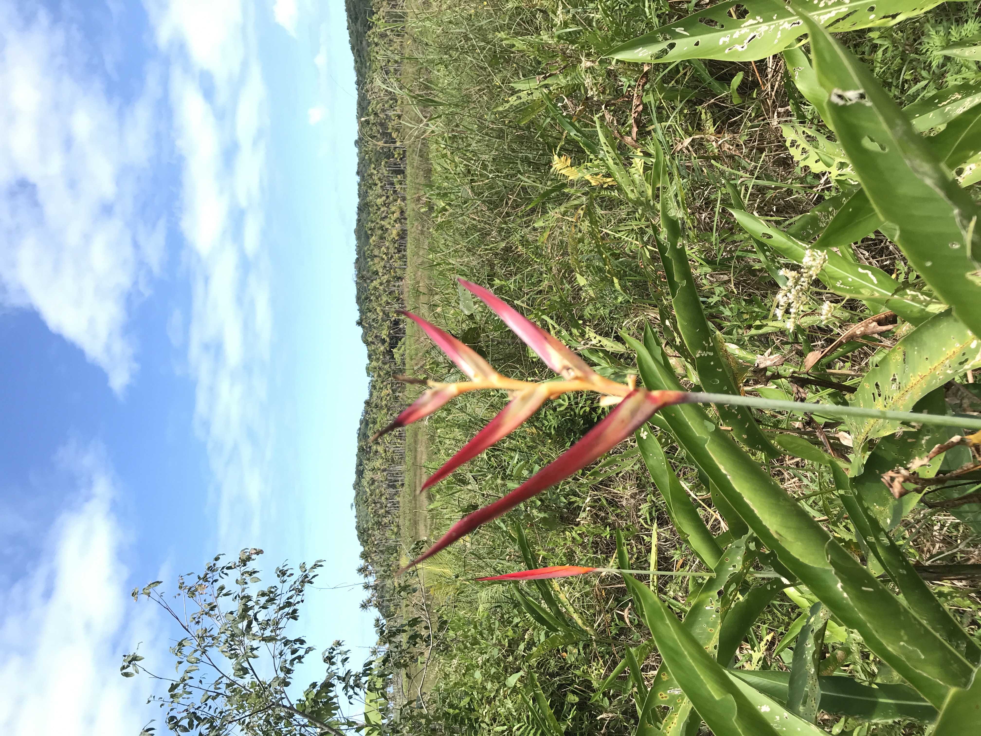 Heliconia nativa na borda do brejo da Reserva Ecológica Yacy